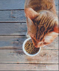Top view of an orange cat eating out of a white bowl of kibble.